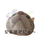 ふぁんとむ2021 p1（個別スタンプ：25）