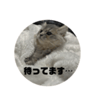 ナパルスタャンプ（個別スタンプ：5）