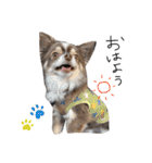 川村家の犬たち（個別スタンプ：1）