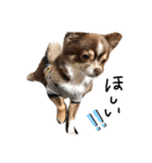 川村家の犬たち（個別スタンプ：2）