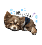 川村家の犬たち（個別スタンプ：3）