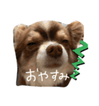 川村家の犬たち（個別スタンプ：4）