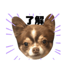 川村家の犬たち（個別スタンプ：5）