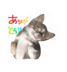 川村家の犬たち（個別スタンプ：6）