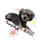 川村家の犬たち（個別スタンプ：10）