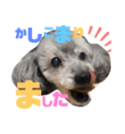 川村家の犬たち（個別スタンプ：11）