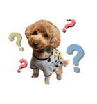 川村家の犬たち（個別スタンプ：13）