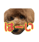 川村家の犬たち（個別スタンプ：18）