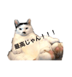 かんた様（個別スタンプ：15）