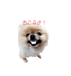 テンバちゃんのスタンプ（個別スタンプ：7）