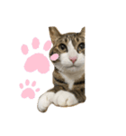 ドS猫の球太4（個別スタンプ：1）