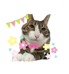 ドS猫の球太4（個別スタンプ：2）