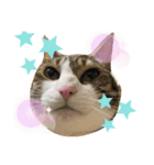 ドS猫の球太4（個別スタンプ：3）