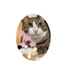 ドS猫の球太4（個別スタンプ：4）