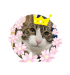ドS猫の球太4（個別スタンプ：5）