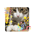 ドS猫の球太4（個別スタンプ：6）
