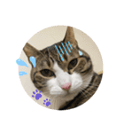 ドS猫の球太4（個別スタンプ：7）