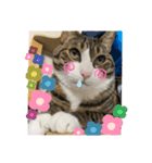 ドS猫の球太4（個別スタンプ：8）