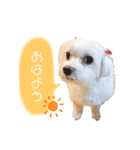 マルチーズのてぃあら（個別スタンプ：1）
