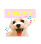 マルチーズのてぃあら（個別スタンプ：2）