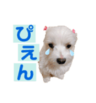 マルチーズのてぃあら（個別スタンプ：4）