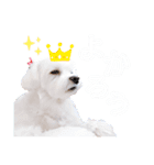 マルチーズのてぃあら（個別スタンプ：5）