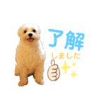 マルチーズのてぃあら（個別スタンプ：8）