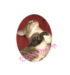 Tetu and Hana3（個別スタンプ：6）