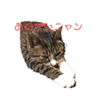Tetu and Hana3（個別スタンプ：7）