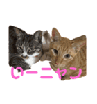 Tetu and Hana3（個別スタンプ：12）
