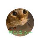 Tetu and Hana3（個別スタンプ：14）