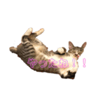 Tetu and Hana3（個別スタンプ：23）