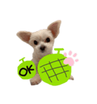 ワンコのそらちゃん（個別スタンプ：1）