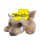 ワンコのそらちゃん（個別スタンプ：5）