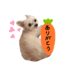 ワンコのそらちゃん（個別スタンプ：7）