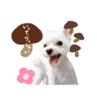 ワンコのそらちゃん（個別スタンプ：8）
