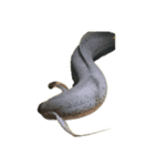lang fishs 偶に光雲（個別スタンプ：4）