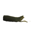 lang fishs 偶に光雲（個別スタンプ：5）