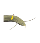 lang fishs 偶に光雲（個別スタンプ：6）
