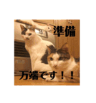 三毛猫たち（個別スタンプ：1）