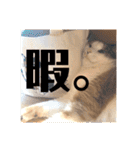 三毛猫たち（個別スタンプ：2）