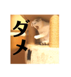 三毛猫たち（個別スタンプ：3）