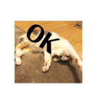 三毛猫たち（個別スタンプ：4）