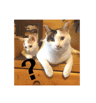 三毛猫たち（個別スタンプ：5）