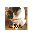 三毛猫たち（個別スタンプ：6）