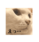 三毛猫たち（個別スタンプ：7）