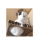 三毛猫たち（個別スタンプ：8）