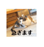 三毛猫たち（個別スタンプ：9）