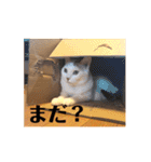 三毛猫たち（個別スタンプ：10）