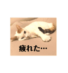 三毛猫たち（個別スタンプ：11）
